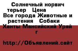 Солнечный норвич терьер › Цена ­ 35 000 - Все города Животные и растения » Собаки   . Ханты-Мансийский,Урай г.